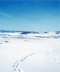 冬のモンゴルで新年を迎えよう！
