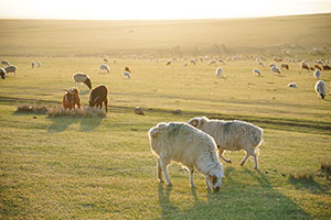 早朝の散歩で出会った羊たち