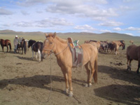 モンゴルの馬たち