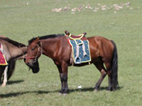 モンゴルの馬たち